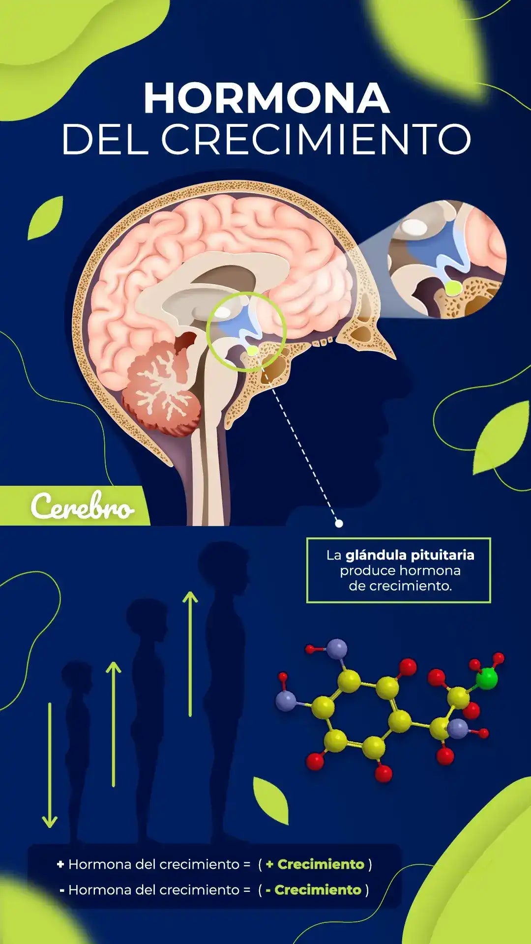 KREC UP - ACELERA TU CRECIMIENTO