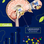 KREC UP - ACELERA TU CRECIMIENTO